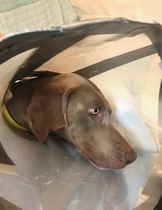 My poor dog...