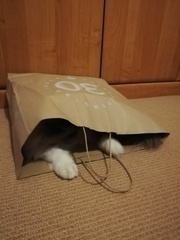 Anyone fancy doing a ragdoll 'then and now' thread?