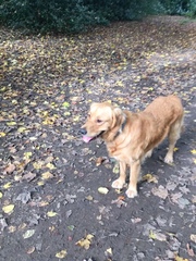 To ask you all your favourite dog breeds?
