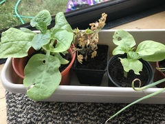 Can someone ID these plants please?