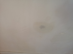Anyone know what type of damp this is?