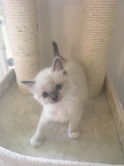Anyone fancy doing a ragdoll 'then and now' thread?