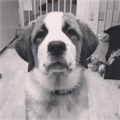 Giving up 12 week old puppy