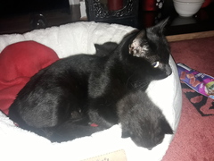 kittens found in garden, what to do?
