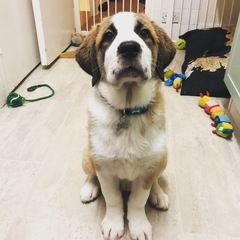 Giving up 12 week old puppy