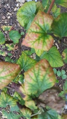 What's wrong with my blackcurrants?