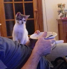 Food obsessed kitten