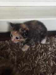 Is this kitten a tortoiseshell?