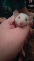 Omg what to do - massive RAT!