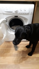 To ask for your pictures of washing machines?