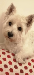 To ask you all your favourite dog breeds?