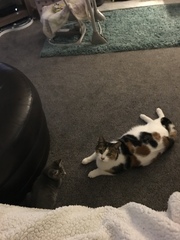 New kitten, unhappy cat