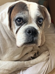 To ask you not to forget this about your dog...