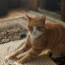 Tips for senior rescue cat coming home