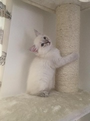 Anyone fancy doing a ragdoll 'then and now' thread?
