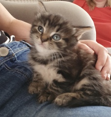 Where should the kitten sleep?