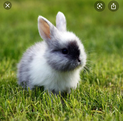 To find baby animals cuter than actual babies?