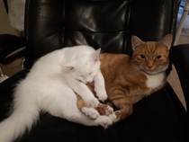 Kitten doesnt like resident kittens!