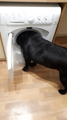 To ask for your pictures of washing machines?