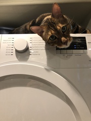 Anyone on here got a Bengal cat ?