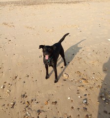 Anyone got a spaniel/jack Russell cross?
