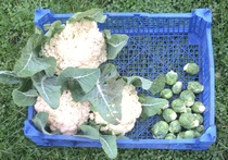 Allotment/Veg Patch Thread 14 ! growing into summer