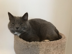 Why is my cat suddenly massively fat?