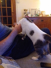 Food obsessed kitten