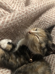 Is this kitten a tortoiseshell?