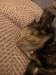 Where to put kitten litter tray?
