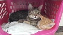 Kitten doesnt like resident kittens!