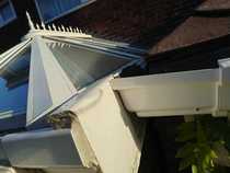 Mould on conservatory wall