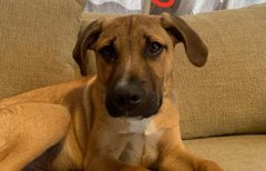 Please help us name our rescue puppy!