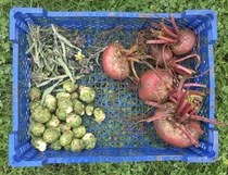 Allotment/Veg Patch Thread 14 ! growing into summer