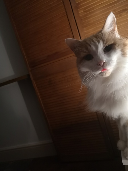 How old is your cat?