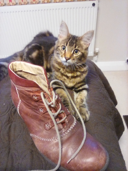 What inanimate objects bring your cat joy?