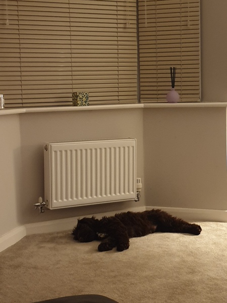 Westminstenders: "They are ahead in the polls"