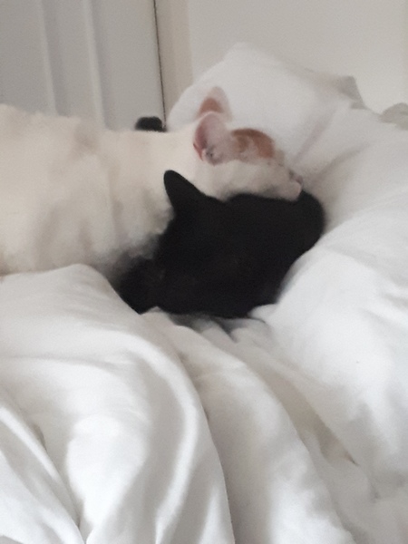 Why does anyone buy a dedicated cat bed?