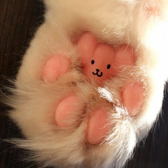 I find the paws of black and white cats, fascinating...