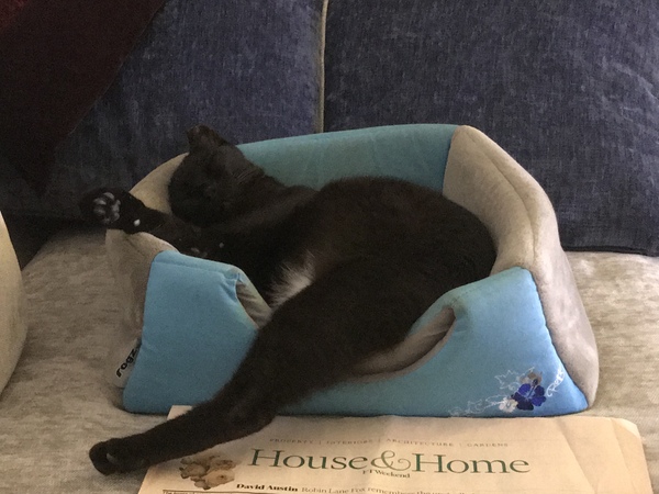 Why does anyone buy a dedicated cat bed?