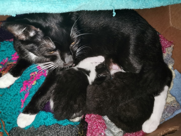 Meet my foster kitty