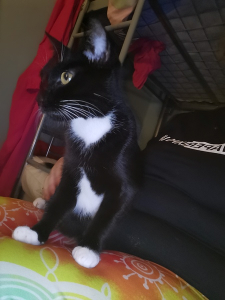 Meet my foster kitty
