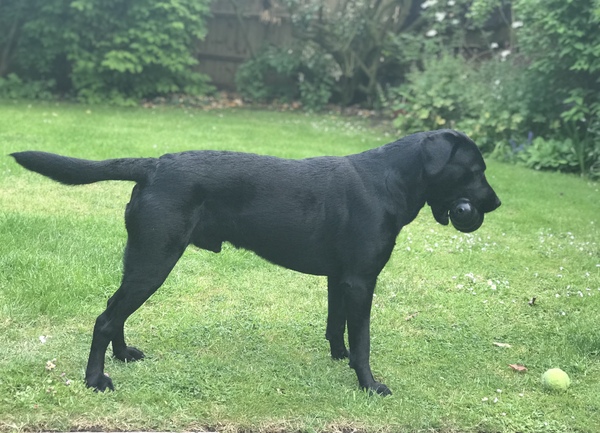 Working line or show Labrador?