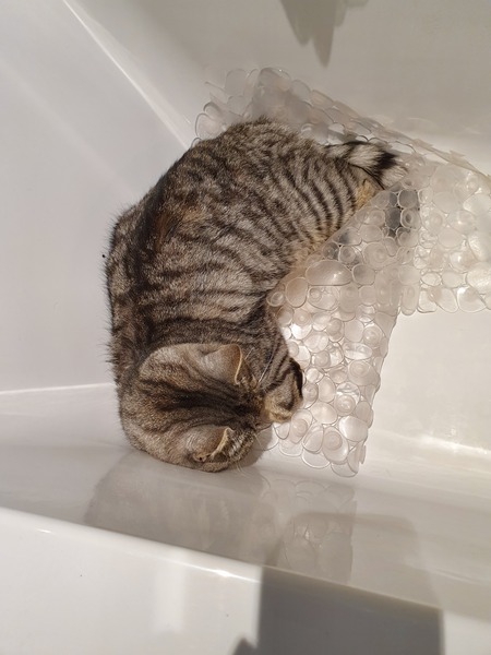Why does anyone buy a dedicated cat bed?