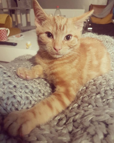 How old is your cat?
