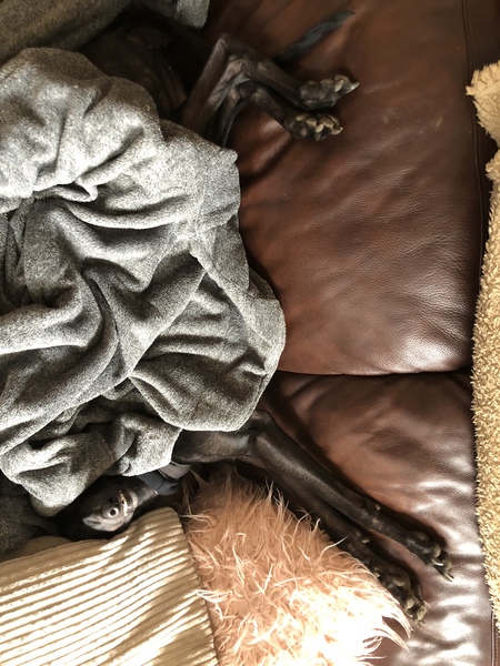 Pictures of our dogs...