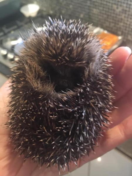 Did you know hedgehogs might be extinct by 2025?