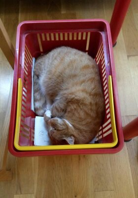 Why does anyone buy a dedicated cat bed?