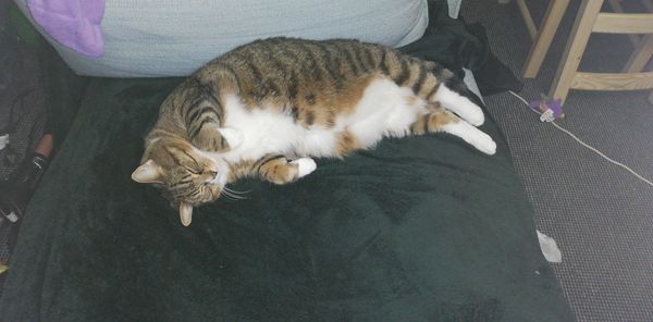 To now prefer cats to dogs?