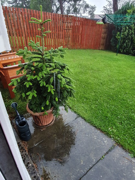 I bought a potted tree and it's amazing